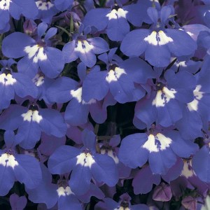 Лобелия Riviera Blue Eyes8